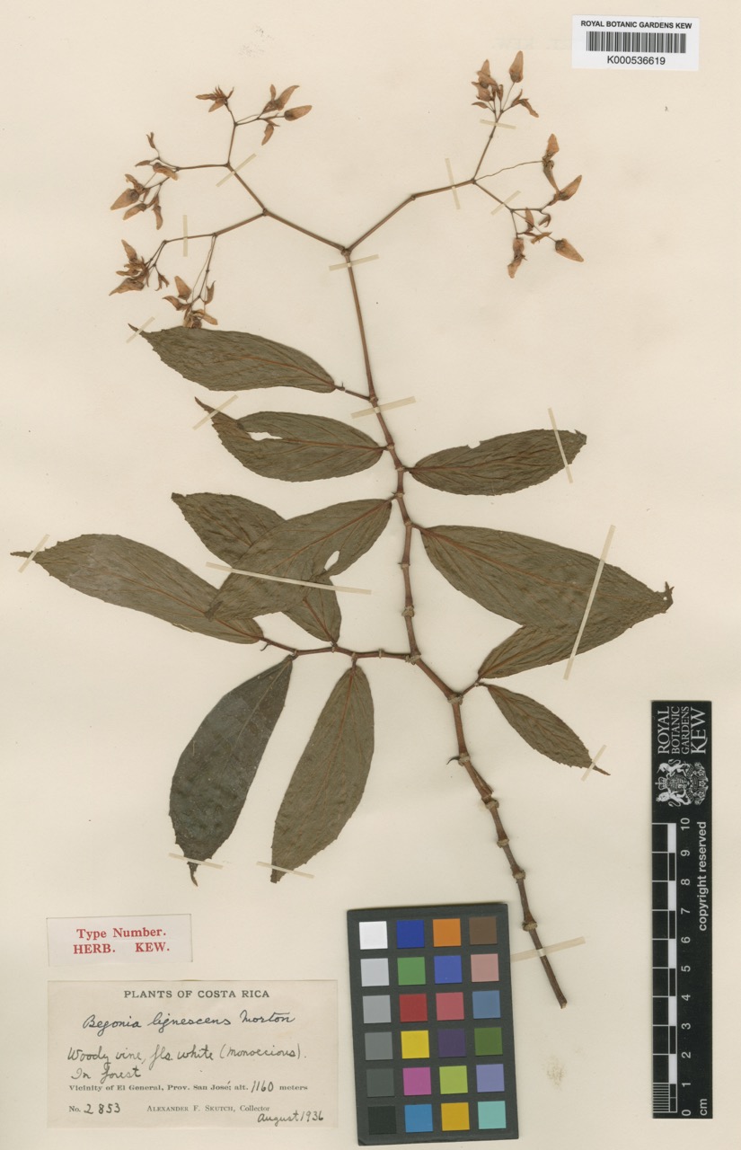 B. lignescens